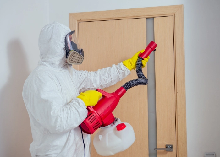 Tratamiento contra chinches en Getafe 28901